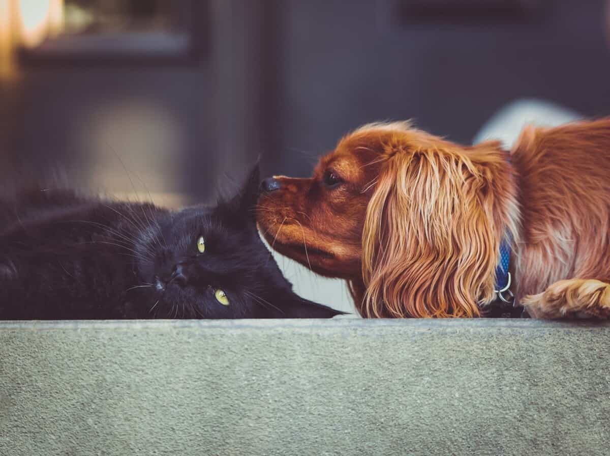 Consultation comportement felin et canin