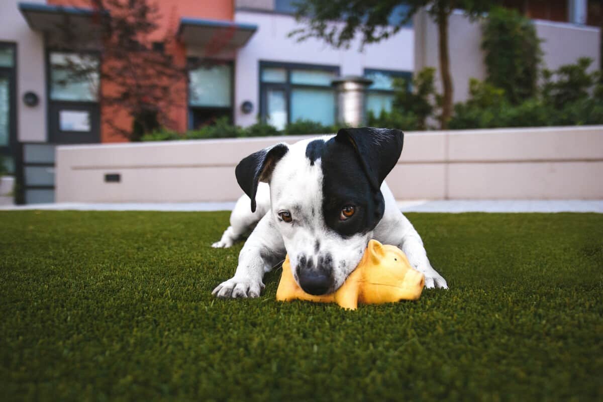 Cours maternelle pour chiot et socialisation pour chiot