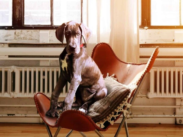 Chien assis sur une chaise