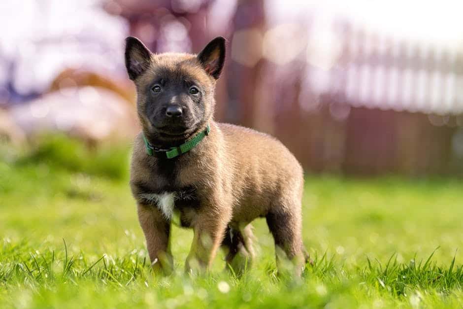 chien quand les commandes peuvent faire du tord