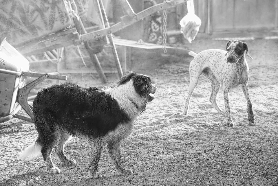 chiens face à face