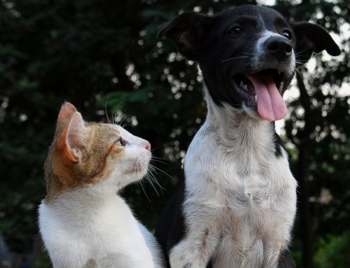 Introduction d’un chat et d’un chien