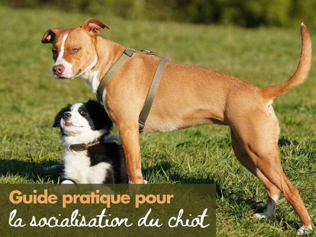 guide pratique socialisation du chiot