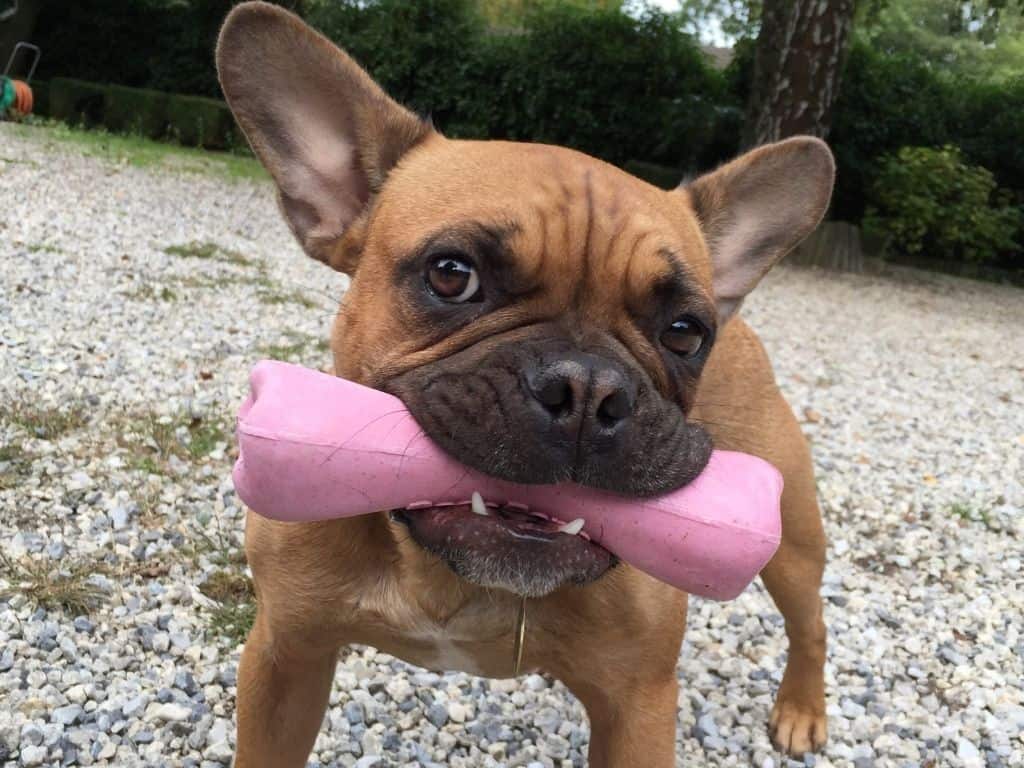 Protection de ressources chien agressif os