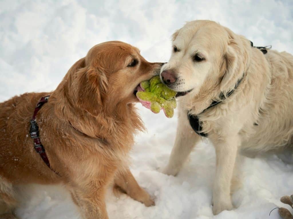 Protection de ressources entre deux chiens