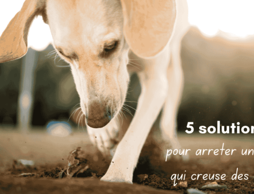 5 solutions pour arrêter un chien qui creuse des trous