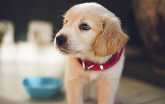 pas accès à des cours de maternelle pour chiot
