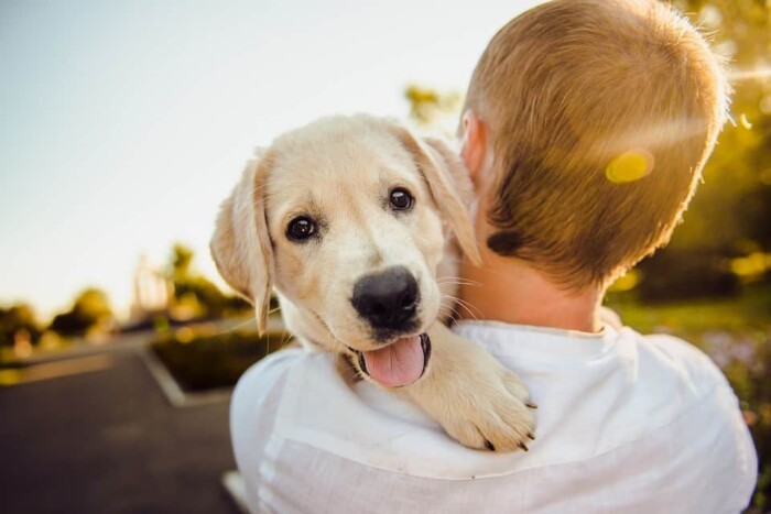 Forfait éducation chiot - la socialisation de son chiot