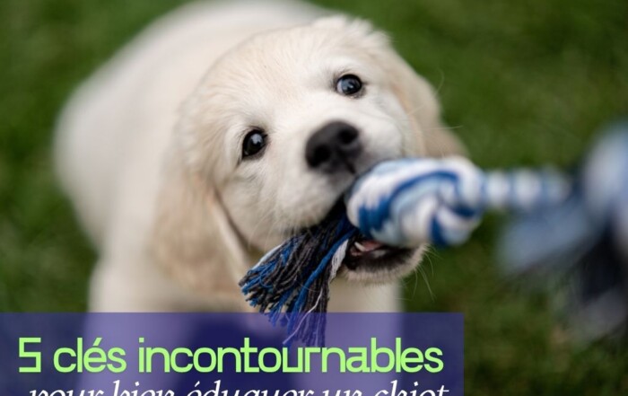 5 clés incontournables bien éduquer un chiot