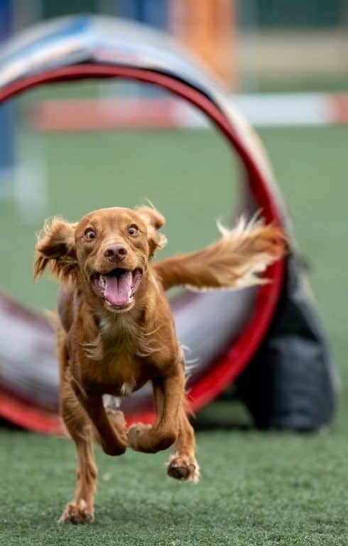 compétences naturelles