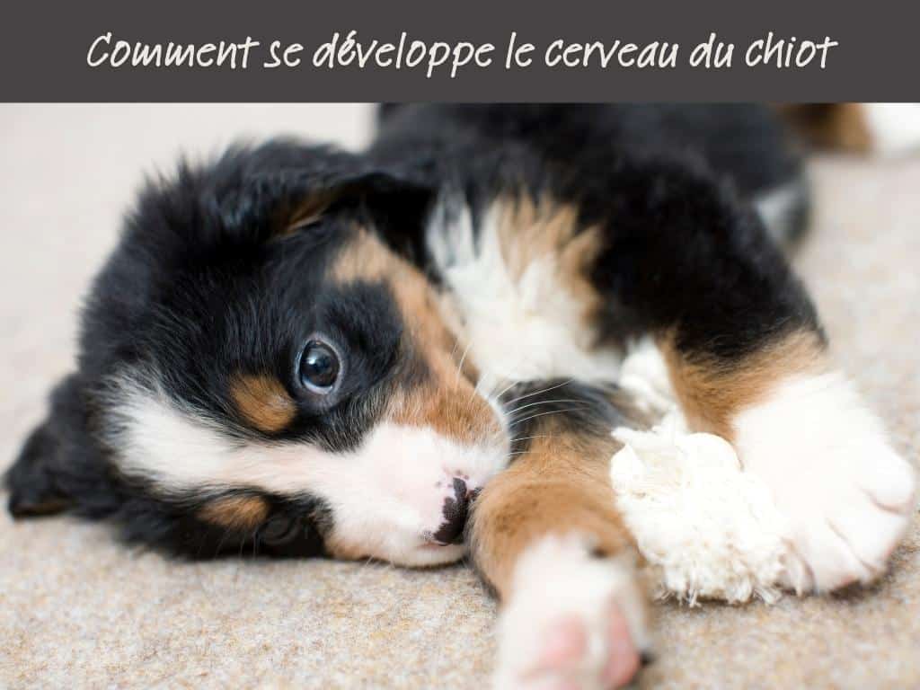 Comment se développe le cerveau du chiot