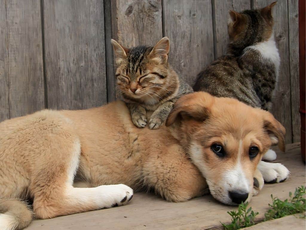 chiot et chats