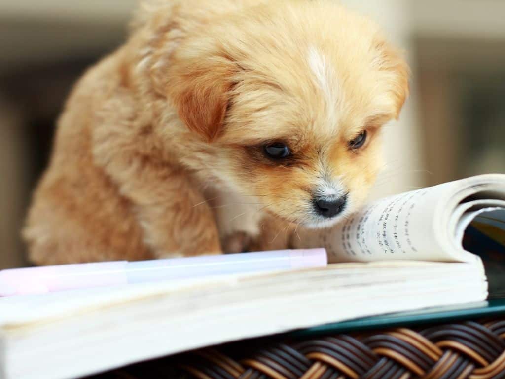 un chiot aux études