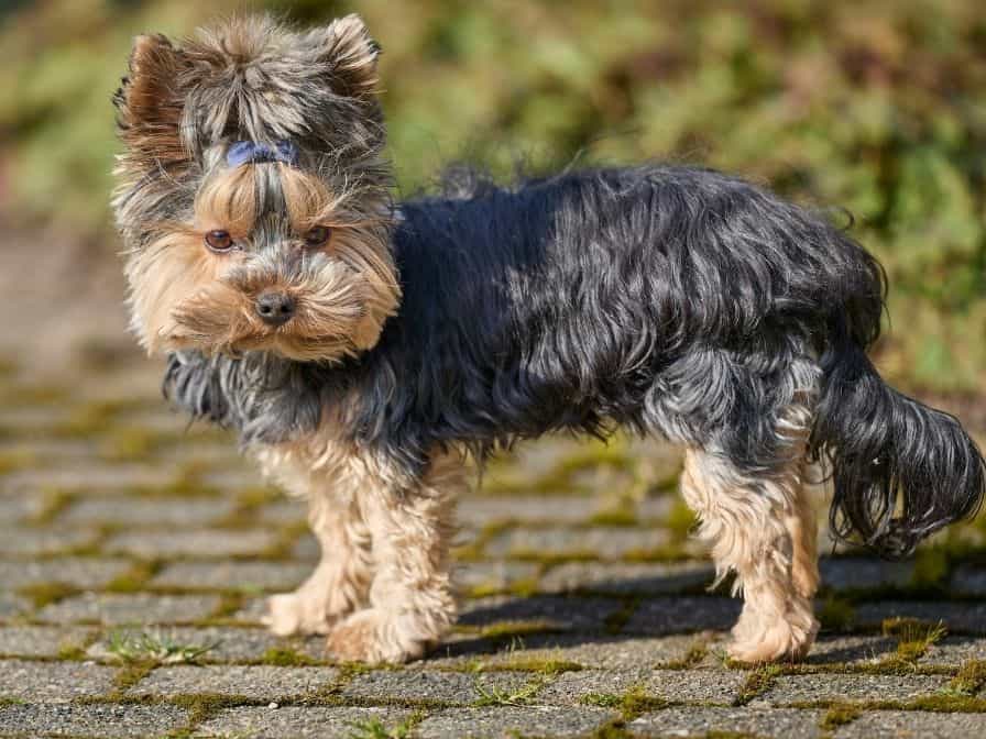 Différentes surfaces et textures chiot