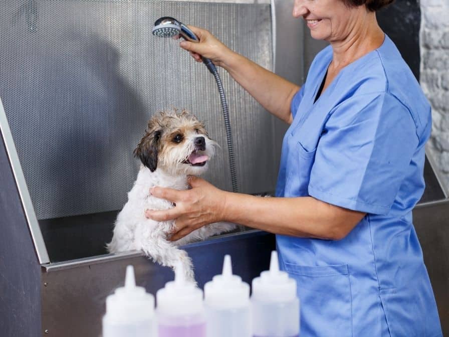 Les manipulations et le toilettage chiot