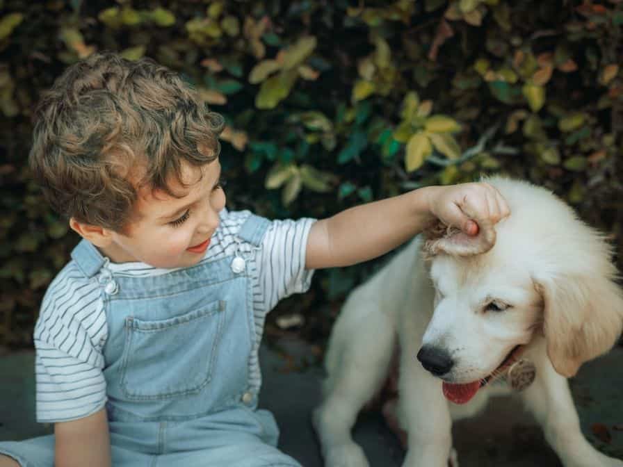 socialiser un chiot sans accès à des cours de maternelle pour chiot