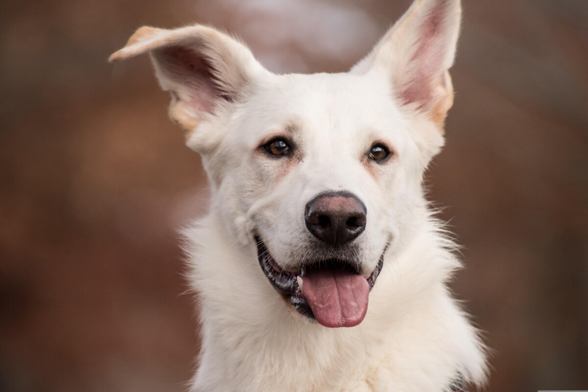 L'adolescence chez le chien