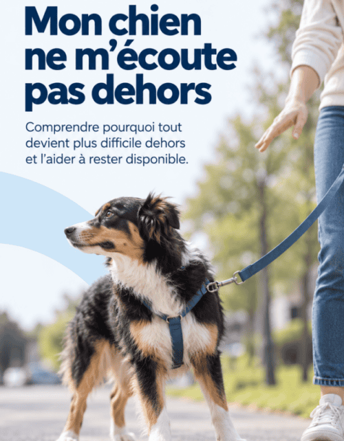 Chien qui n'écoute pas à l'extérieur